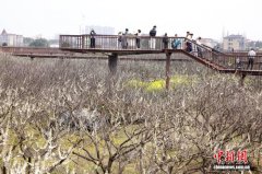 （乡村行·看振兴）一花牵百业 浙江桐乡“千年名果”何以链动共富？